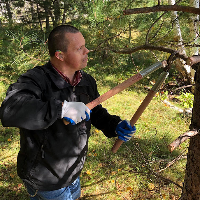 Man pruning a tree