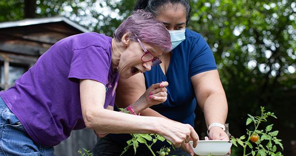 two women gardening picking tomatoes